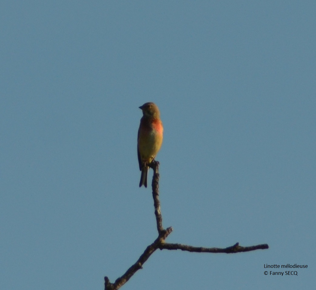 Linotte mélodieuse