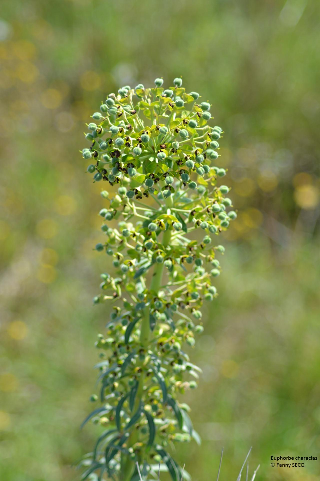 Euphorbe de characias