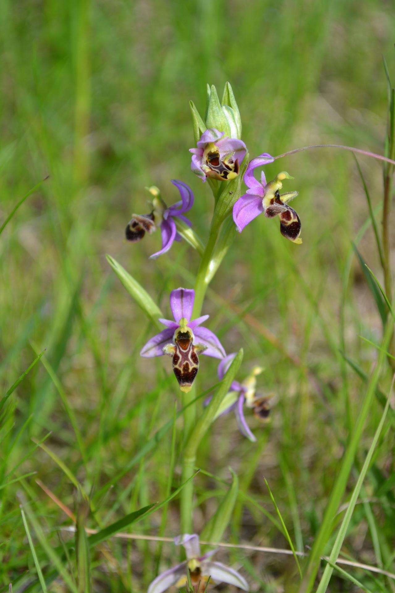 O. Scolopax