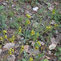Ophrys lutea